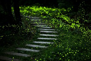 【活動資訊】蒐集寶石漫遊微笑山線 探尋夜晚飛舞小精靈