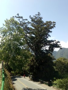 卡拉寶山+碧綠神木
