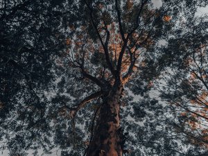 山野紀行📒 #7 | 高雄檨仔林埤濕地公園