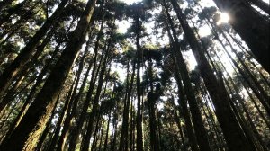 長壽山(肥崠山)，漫步台灣最大香杉林間