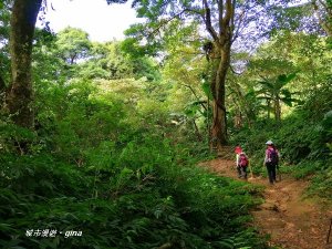 【苗栗。大湖】台灣百大必訪步道。 編號37小百岳馬那邦山