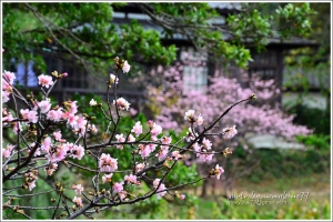 【新竹】麗池公園賞櫻--河津櫻的迎春小品