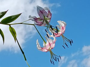 山影狐蹤Fuli的頭像