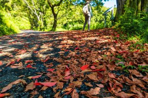 ❤ 有紅葉步道，還可遠眺日月潭美景的「貓囒山」