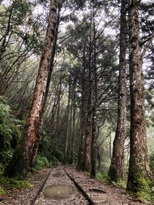 宜蘭太平山見晴懷古步道_雲霧繚繞