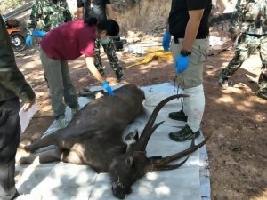 【新聞】誤食7公斤垃圾 泰國10歲野鹿慘死國家公園