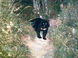 【新聞】山友攀登嘉明湖 1天撞見2隻黑熊