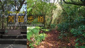 [台北士林｜北投] 菁苗步道｜安靜到只剩風聲的陽明山秘境小徑 2.8K 平緩林蔭散步路線