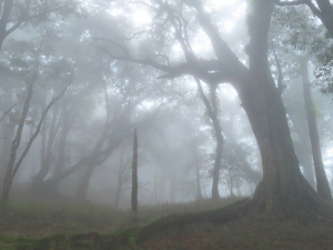 阿里山三霞 之 霞山