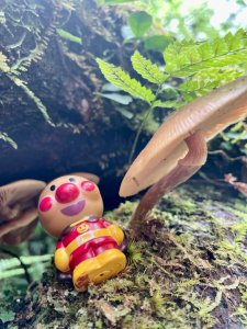 搭公車來去拉拉山神木群享受森林浴一日遊