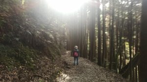 觀霧行Ⅱ檜山巨木群步道