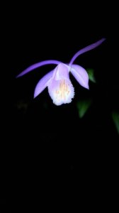 賞花