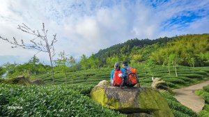 【溪頭四秀】溪頭山、竹崙山、志騰山、快活林~杉林、竹海、茶園與雲層變幻，一趟輕鬆擁有