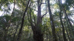 南松鶴上八仙山下松鶴標準O型