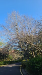 2026-0213 苗圃-凱達格蘭山-七星錐-七星山南峰-小油坑-竹子湖-水車寮步道-湖田猴崁步道-