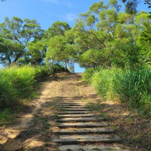 鹿廚坑桐花林步道