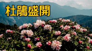 【小奇萊步道】2026高山杜鵑最新花況直擊，平日車位也不好找