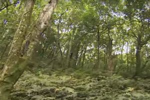 森林學堂－東眼山國家森林遊樂區