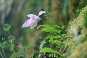 【卡保山】又陡又滑的中級山，陡上1200公尺，只為了看一眼一葉蘭