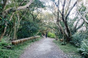 桃園･蘆竹･五酒桶山步道