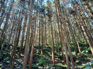 【新竹。五峰】  悠遊山林。 小百岳集起來。 編號31小百岳~鵝公髻山步道x山上人家