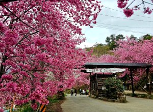 司馬庫斯神木群步道及櫻花季-(新竹)臺灣百大必訪步道