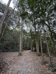 谷關七雄-白毛山+O型縱走