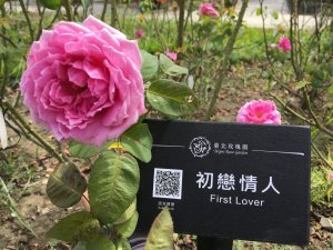 【新聞】為花兒發聲 臺北玫瑰園賞花語音導覽上線