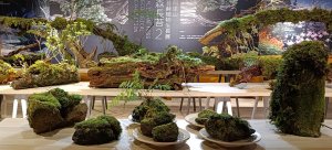 【活動】阿里山苔蘚植物的專屬show time 「森長苔2－阿里山苔蘚植物生長展」