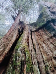 朝聖台灣最大神木之首-大安溪神木🌲
