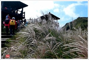 芒花季節 草嶺古道輕鬆走賞芒花 大里火車站到古道埡口虎字碑