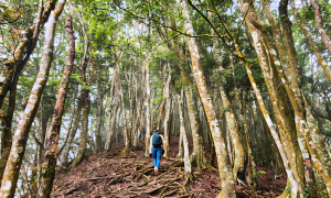 【中級山】水雲三星，鳥嘴山（上島山）
