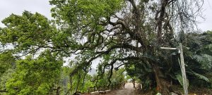 2025/04/13_大窩文史生態區步道