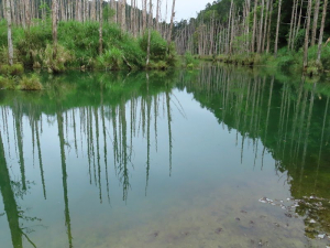 豐阿O縱 之 松山~水漾森林