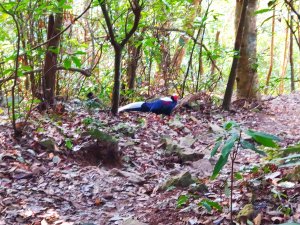 谷關七雄老么_唐麻丹山巧遇藍腹鷴