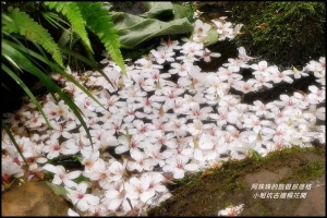 北部地區。客家桐花季賞桐花步道總整理