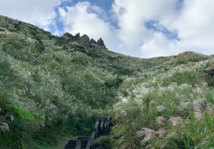 茶壺山賞芒趣