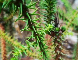 【植物】肯氏南洋杉