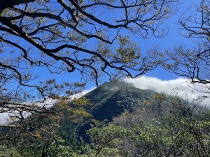 卡保逐鹿山毛欅