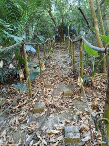 台灣唯一的「山路古香道」.台南白河朝聖之路-六溪香路古道O型