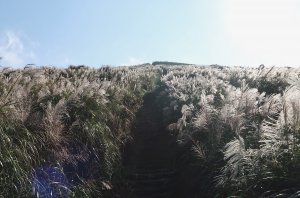 陽明山東西大縱走 | 芒花炸裂，膝蓋也炸裂全紀錄。