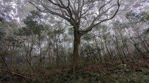 橫龍山、橫龍古道