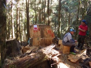 【新聞】森林法修法加重盜伐罰則，並明定砍伐、挖掘生立木與鋸切樹瘤之加重條款