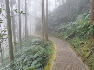 溪頭大學池步道