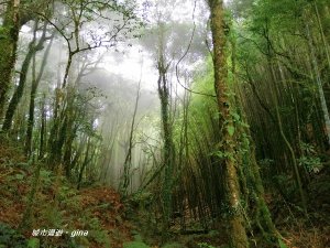 【南投。鹿谷】盛夏好避暑。 編號54小百岳金柑樹山2091M