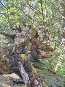 日湯真山20260104