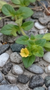 黃花過長沙舅