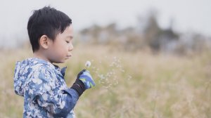希望的蒲公英。鐵砧山