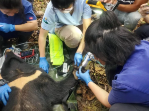 【新聞】花蓮卓溪台灣黑熊受困陷阱 左前肢壞死截肢擇期野放