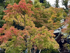 日本東京都高尾山自然研究路及国營昭和紀念公園健行之旅